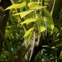 Catalpa bignonioides peulen