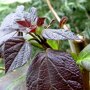Catalpa erubescens 'Purpurea' blad