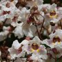Catalpa erubescens 'Purpurea' bloemen