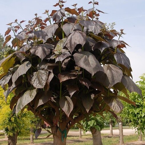 Catalpa erubescens 'Purpurea'