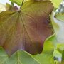 Catalpa erubescens 'Purpurea' bladverkleuring