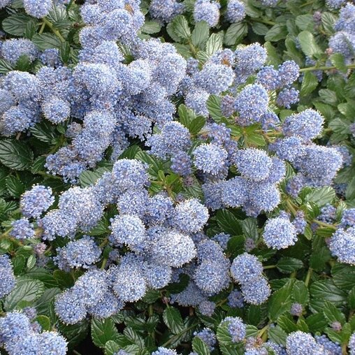 Ceanothus thyrsiflorus 'Repens'