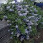 Ceanothus thyrsiflorus 'Repens'