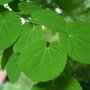 Cercidiphyllum japonicum blad in zomer