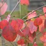 Cercidiphyllum japonicum herfstkleur