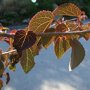 Cercidiphyllum japonicum jong blad