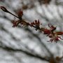 Cercidiphyllum japonicum bloemen