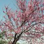 Amerikaanse judasboom (Cercis canadensis 'Forest Pansy') bloesem