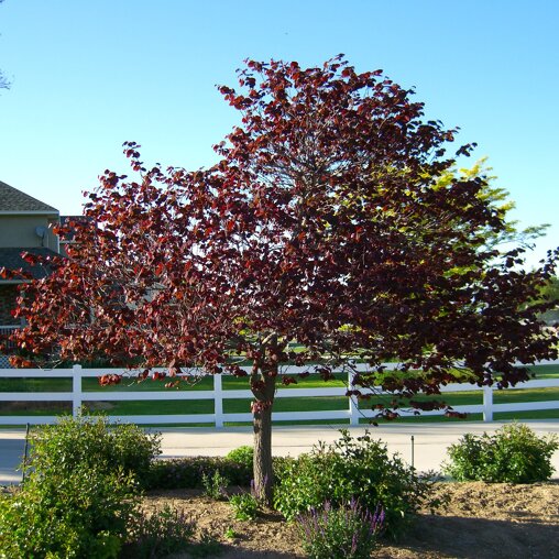 Amerikaanse judasboom (Cercis canadensis 'Forest Pansy')
