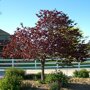 Amerikaanse judasboom (Cercis canadensis 'Forest Pansy')