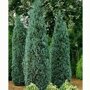 Chamaecyparis lawsoniana 'Columnaris'