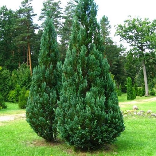 Chamaecyparis lawsoniana 'Columnaris'