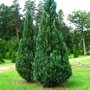 Chamaecyparis lawsoniana 'Columnaris'
