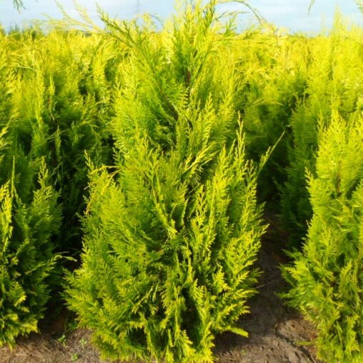 Chamaecyparis lawsoniana 'Ivonne'