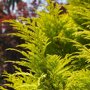Chamaecyparis lawsoniana 'Stardust'