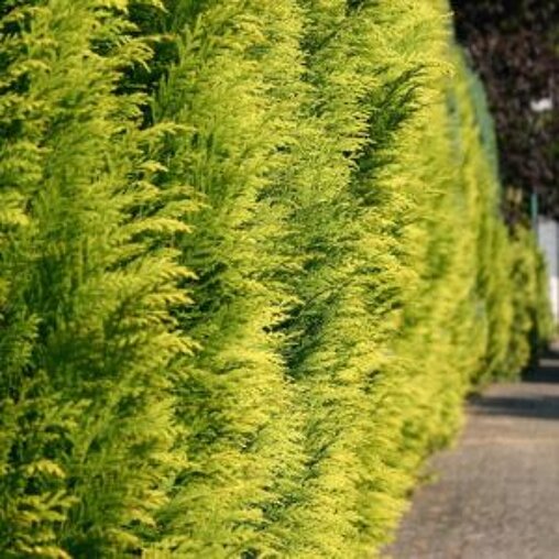 Chamaecyparis lawsoniana 'Stardust'