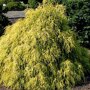 Chamaecyparis pisifera 'Sungold'