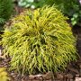 Chamaecyparis pisifera 'Sungold'