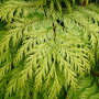 Chamaecyparis lawsoniana 'Golden Wonder'