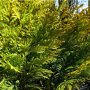 Chamaecyparis lawsoniana 'Ivonne' close up