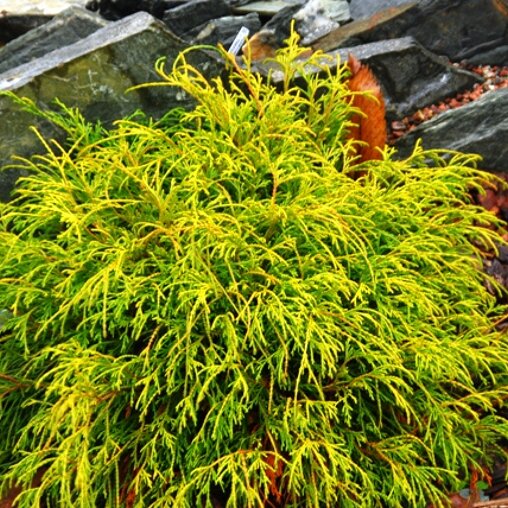 Chamaecyparis pisifera 'Sungold'