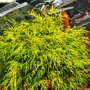 Chamaecyparis pisifera 'Sungold'