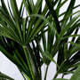 Europese dwergpalm blad