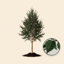 Chinese berkenboom