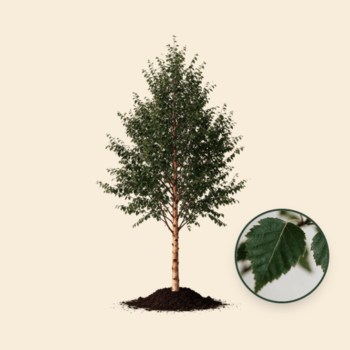 Chinese berkenboom 'Fascination'