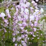 Wisteria floribunda 'Rosea'