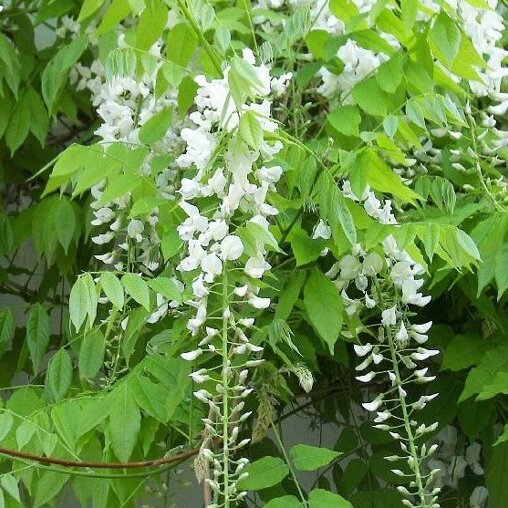Wisteria sinensis 'Alba'