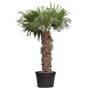 Chinese waaierpalm 180 - 200 cm