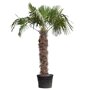 Chinese waaierpalm 240 - 260 cm