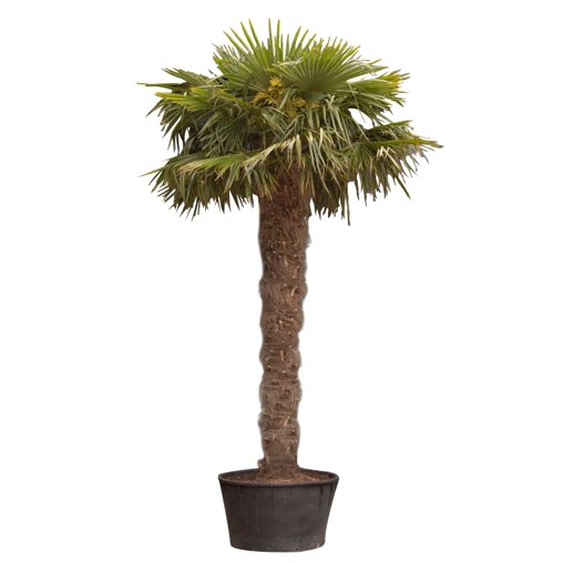 Chinese waaierpalm 340 - 350 cm