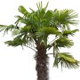 Chinese waaierpalm blad