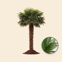 Chinese waaierpalm