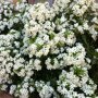 Choisya ternata 'White Dazzler' ®