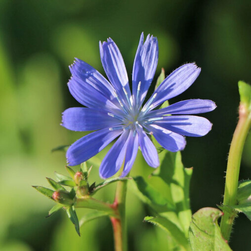 Wilde cichorei detail