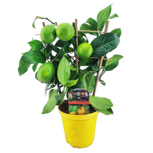 Citroenboompje op rek