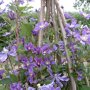 Clematis blauw