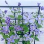 Clematis blauw