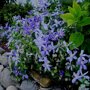 Clematis blauw