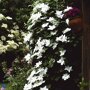 Clematis wit