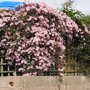 Clematis roze