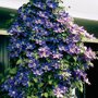 Clematis paars