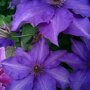 Clematis paars