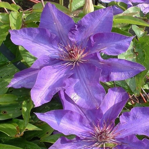 Clematis paars