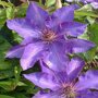 Clematis paars