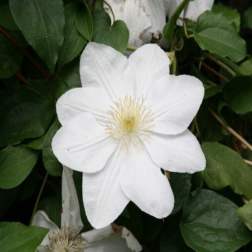 Clematis wit