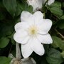 Clematis wit